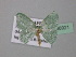  ( - BC ZSM Lep 36921)  @12 [ ] CreativeCommons - Attribution Non-Commercial Share-Alike (2010) Unspecified SNSB, Zoologische Staatssammlung Muenchen
