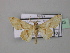  (Sesquialtera HS02SA - BC ZSM Lep 36943)  @11 [ ] CreativeCommons - Attribution Non-Commercial Share-Alike (2010) Unspecified SNSB, Zoologische Staatssammlung Muenchen