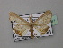  ( - BC ZSM Lep 36947)  @11 [ ] CreativeCommons - Attribution Non-Commercial Share-Alike (2010) Unspecified SNSB, Zoologische Staatssammlung Muenchen