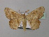 (Xenimpia HS02SA - BC ZSM Lep 36948)  @13 [ ] CreativeCommons - Attribution Non-Commercial Share-Alike (2010) Unspecified SNSB, Zoologische Staatssammlung Muenchen