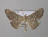  (Xenimpia HS03SA - BC ZSM Lep 36950)  @13 [ ] CreativeCommons - Attribution Non-Commercial Share-Alike (2010) Unspecified SNSB, Zoologische Staatssammlung Muenchen