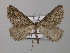  ( - BC ZSM Lep 36956)  @11 [ ] CreativeCommons - Attribution Non-Commercial Share-Alike (2010) Unspecified SNSB, Zoologische Staatssammlung Muenchen