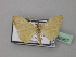  ( - BC ZSM Lep 36967)  @12 [ ] CreativeCommons - Attribution Non-Commercial Share-Alike (2010) Unspecified SNSB, Zoologische Staatssammlung Muenchen
