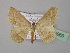  ( - BC ZSM Lep 36969)  @11 [ ] CreativeCommons - Attribution Non-Commercial Share-Alike (2010) Unspecified SNSB, Zoologische Staatssammlung Muenchen