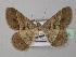  ( - BC ZSM Lep 36973)  @13 [ ] CreativeCommons - Attribution Non-Commercial Share-Alike (2010) Unspecified SNSB, Zoologische Staatssammlung Muenchen