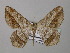  ( - BC ZSM Lep 36981)  @14 [ ] CreativeCommons - Attribution Non-Commercial Share-Alike (2010) Unspecified SNSB, Zoologische Staatssammlung Muenchen