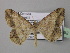  ( - BC ZSM Lep 36992)  @14 [ ] CreativeCommons - Attribution Non-Commercial Share-Alike (2010) Unspecified SNSB, Zoologische Staatssammlung Muenchen