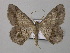  ( - BC ZSM Lep 37001)  @14 [ ] CreativeCommons - Attribution Non-Commercial Share-Alike (2010) Unspecified SNSB, Zoologische Staatssammlung Muenchen