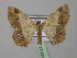  ( - BC ZSM Lep 37006)  @12 [ ] CreativeCommons - Attribution Non-Commercial Share-Alike (2010) Unspecified SNSB, Zoologische Staatssammlung Muenchen