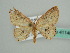  (Cyclophora AH01Md - BC ZSM Lep 41140)  @13 [ ] CreativeCommons - Attribution Non-Commercial Share-Alike (2010) Unspecified SNSB, Zoologische Staatssammlung Muenchen