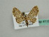  (Eupithecia AH01Md - BC ZSM Lep 41158)  @13 [ ] CreativeCommons - Attribution Non-Commercial Share-Alike (2010) Unspecified SNSB, Zoologische Staatssammlung Muenchen