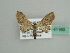  (Eupithecia AH03Md - BC ZSM Lep 41160)  @13 [ ] CreativeCommons - Attribution Non-Commercial Share-Alike (2010) Unspecified SNSB, Zoologische Staatssammlung Muenchen