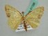  ( - BC ZSM Lep 41168)  @13 [ ] CreativeCommons - Attribution Non-Commercial Share-Alike (2010) Unspecified SNSB, Zoologische Staatssammlung Muenchen