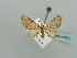  (Eupithecia sagittata - BC ZSM Lep 41475)  @12 [ ] CreativeCommons - Attribution Non-Commercial Share-Alike (2010) Unspecified SNSB, Zoologische Staatssammlung Muenchen
