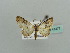  (Eupithecia AH03Ke - BC ZSM Lep 41477)  @12 [ ] CreativeCommons - Attribution Non-Commercial Share-Alike (2010) Unspecified SNSB, Zoologische Staatssammlung Muenchen