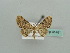  (Eupithecia AH07Ke - BC ZSM Lep 41481)  @13 [ ] CreativeCommons - Attribution Non-Commercial Share-Alike (2010) Unspecified SNSB, Zoologische Staatssammlung Muenchen