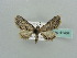  (Eupithecia AH10Ke - BC ZSM Lep 41484)  @12 [ ] CreativeCommons - Attribution Non-Commercial Share-Alike (2010) Unspecified SNSB, Zoologische Staatssammlung Muenchen