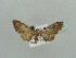  (Eupithecia AH12Ke - BC ZSM Lep 41486)  @12 [ ] CreativeCommons - Attribution Non-Commercial Share-Alike (2010) Unspecified SNSB, Zoologische Staatssammlung Muenchen