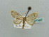 (Eupithecia AH13Ke - BC ZSM Lep 41487)  @13 [ ] CreativeCommons - Attribution Non-Commercial Share-Alike (2010) Unspecified SNSB, Zoologische Staatssammlung Muenchen