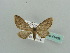  (Eupithecia AH1Ke - BC ZSM Lep 41488)  @13 [ ] CreativeCommons - Attribution Non-Commercial Share-Alike (2010) Unspecified SNSB, Zoologische Staatssammlung Muenchen
