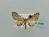  (Eupithecia mendosariaAH01Ke - BC ZSM Lep 41489)  @12 [ ] CreativeCommons - Attribution Non-Commercial Share-Alike (2010) Unspecified SNSB, Zoologische Staatssammlung Muenchen