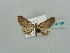  (Eupithecia mendosariaAH02Ke - BC ZSM Lep 41490)  @13 [ ] CreativeCommons - Attribution Non-Commercial Share-Alike (2010) Unspecified SNSB, Zoologische Staatssammlung Muenchen