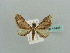  (Eupithecia mendosariaAH03Ke - BC ZSM Lep 41491)  @13 [ ] CreativeCommons - Attribution Non-Commercial Share-Alike (2010) Unspecified SNSB, Zoologische Staatssammlung Muenchen