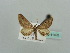  (Eupithecia mendosariaAH04Ke - BC ZSM Lep 41492)  @13 [ ] CreativeCommons - Attribution Non-Commercial Share-Alike (2010) Unspecified SNSB, Zoologische Staatssammlung Muenchen