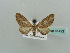  (Eupithecia mendosariaAH05Ke - BC ZSM Lep 41493)  @12 [ ] CreativeCommons - Attribution Non-Commercial Share-Alike (2010) Unspecified SNSB, Zoologische Staatssammlung Muenchen