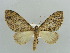  (Episteira AH01Ke - BC ZSM Lep 41496)  @13 [ ] CreativeCommons - Attribution Non-Commercial Share-Alike (2010) Unspecified SNSB, Zoologische Staatssammlung Muenchen