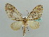  (Episteira AH02Ke - BC ZSM Lep 41497)  @11 [ ] CreativeCommons - Attribution Non-Commercial Share-Alike (2010) Unspecified SNSB, Zoologische Staatssammlung Muenchen