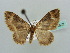  ( - BC ZSM Lep 41507)  @13 [ ] CreativeCommons - Attribution Non-Commercial Share-Alike (2010) Unspecified SNSB, Zoologische Staatssammlung Muenchen