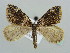  (Dysstroma citrata - BC ZSM Lep 41522)  @11 [ ] CreativeCommons - Attribution Non-Commercial Share-Alike (2010) Unspecified SNSB, Zoologische Staatssammlung Muenchen