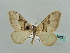  (Xanthorhoe decoloraria - BC ZSM Lep 41525)  @11 [ ] CreativeCommons - Attribution Non-Commercial Share-Alike (2010) Unspecified SNSB, Zoologische Staatssammlung Muenchen