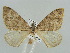  (Entephria caesiata glaciata - BC ZSM Lep 41526)  @11 [ ] CreativeCommons - Attribution Non-Commercial Share-Alike (2010) Unspecified SNSB, Zoologische Staatssammlung Muenchen