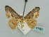  (Xenimpia opala - BC ZSM Lep 41553)  @14 [ ] CreativeCommons - Attribution Non-Commercial Share-Alike (2010) Unspecified SNSB, Zoologische Staatssammlung Muenchen