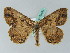  ( - BC ZSM Lep 36450)  @13 [ ] CreativeCommons - Attribution Non-Commercial Share-Alike (2010) Axel Hausmann/Bavarian State Collection of Zoology (ZSM) SNSB, Zoologische Staatssammlung Muenchen