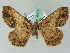  ( - BC ZSM Lep 36451)  @13 [ ] CreativeCommons - Attribution Non-Commercial Share-Alike (2010) Axel Hausmann/Bavarian State Collection of Zoology (ZSM) SNSB, Zoologische Staatssammlung Muenchen