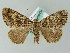  ( - BC ZSM Lep 36460)  @13 [ ] CreativeCommons - Attribution Non-Commercial Share-Alike (2010) Axel Hausmann/Bavarian State Collection of Zoology (ZSM) SNSB, Zoologische Staatssammlung Muenchen