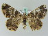  ( - BC ZSM Lep 36463)  @11 [ ] CreativeCommons - Attribution Non-Commercial Share-Alike (2010) Axel Hausmann/Bavarian State Collection of Zoology (ZSM) SNSB, Zoologische Staatssammlung Muenchen