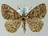  (Aphilopota AH03GhCa - BC ZSM Lep 36467)  @14 [ ] CreativeCommons - Attribution Non-Commercial Share-Alike (2010) Axel Hausmann/Bavarian State Collection of Zoology (ZSM) SNSB, Zoologische Staatssammlung Muenchen