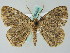  ( - BC ZSM Lep 36468)  @14 [ ] CreativeCommons - Attribution Non-Commercial Share-Alike (2010) Axel Hausmann/Bavarian State Collection of Zoology (ZSM) SNSB, Zoologische Staatssammlung Muenchen
