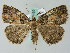  ( - BC ZSM Lep 36469)  @13 [ ] CreativeCommons - Attribution Non-Commercial Share-Alike (2010) Axel Hausmann/Bavarian State Collection of Zoology (ZSM) SNSB, Zoologische Staatssammlung Muenchen
