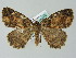  ( - BC ZSM Lep 36470)  @13 [ ] CreativeCommons - Attribution Non-Commercial Share-Alike (2010) Axel Hausmann/Bavarian State Collection of Zoology (ZSM) SNSB, Zoologische Staatssammlung Muenchen