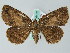  (Aphilopota AH04GhCa - BC ZSM Lep 36472)  @14 [ ] CreativeCommons - Attribution Non-Commercial Share-Alike (2010) Axel Hausmann/Bavarian State Collection of Zoology (ZSM) SNSB, Zoologische Staatssammlung Muenchen
