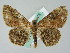  ( - BC ZSM Lep 36479)  @14 [ ] CreativeCommons - Attribution Non-Commercial Share-Alike (2010) Axel Hausmann/Bavarian State Collection of Zoology (ZSM) SNSB, Zoologische Staatssammlung Muenchen
