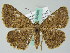  ( - BC ZSM Lep 36480)  @14 [ ] CreativeCommons - Attribution Non-Commercial Share-Alike (2010) Axel Hausmann/Bavarian State Collection of Zoology (ZSM) SNSB, Zoologische Staatssammlung Muenchen