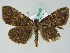  ( - BC ZSM Lep 36482)  @14 [ ] CreativeCommons - Attribution Non-Commercial Share-Alike (2010) Axel Hausmann/Bavarian State Collection of Zoology (ZSM) SNSB, Zoologische Staatssammlung Muenchen