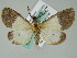 (Terina AH02GhCa - BC ZSM Lep 36499)  @11 [ ] CreativeCommons - Attribution Non-Commercial Share-Alike (2010) Axel Hausmann/Bavarian State Collection of Zoology (ZSM) SNSB, Zoologische Staatssammlung Muenchen