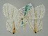  ( - BC ZSM Lep 36500)  @15 [ ] CreativeCommons - Attribution Non-Commercial Share-Alike (2010) Axel Hausmann/Bavarian State Collection of Zoology (ZSM) SNSB, Zoologische Staatssammlung Muenchen